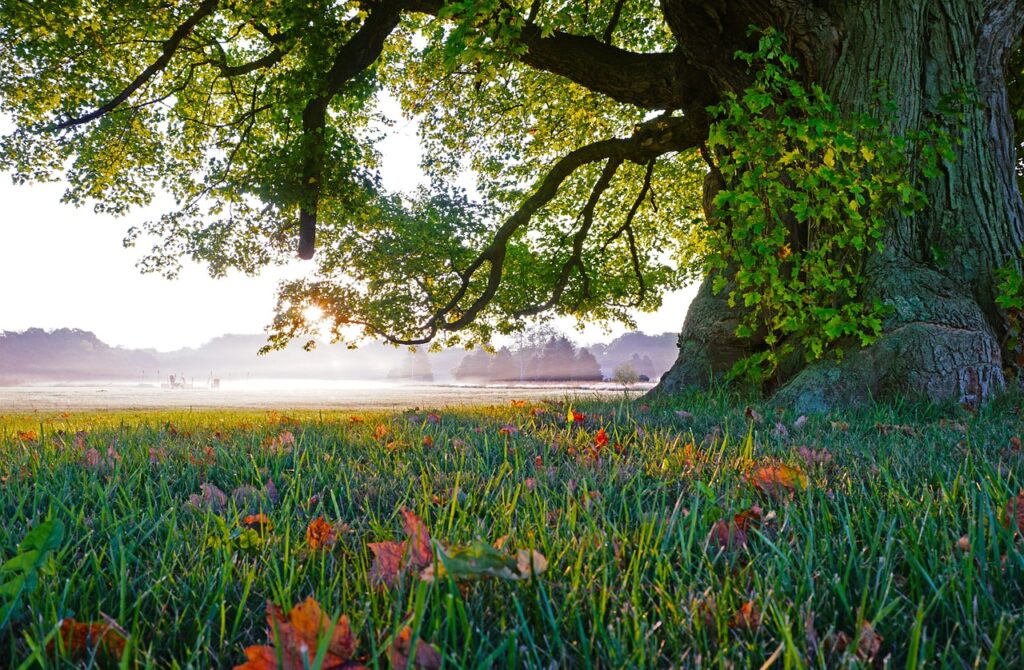 grass, tree, nature, old tree, fall leaves, morning mist, landscape, tree, tree, tree, tree, tree, nature, old tree, landscape
